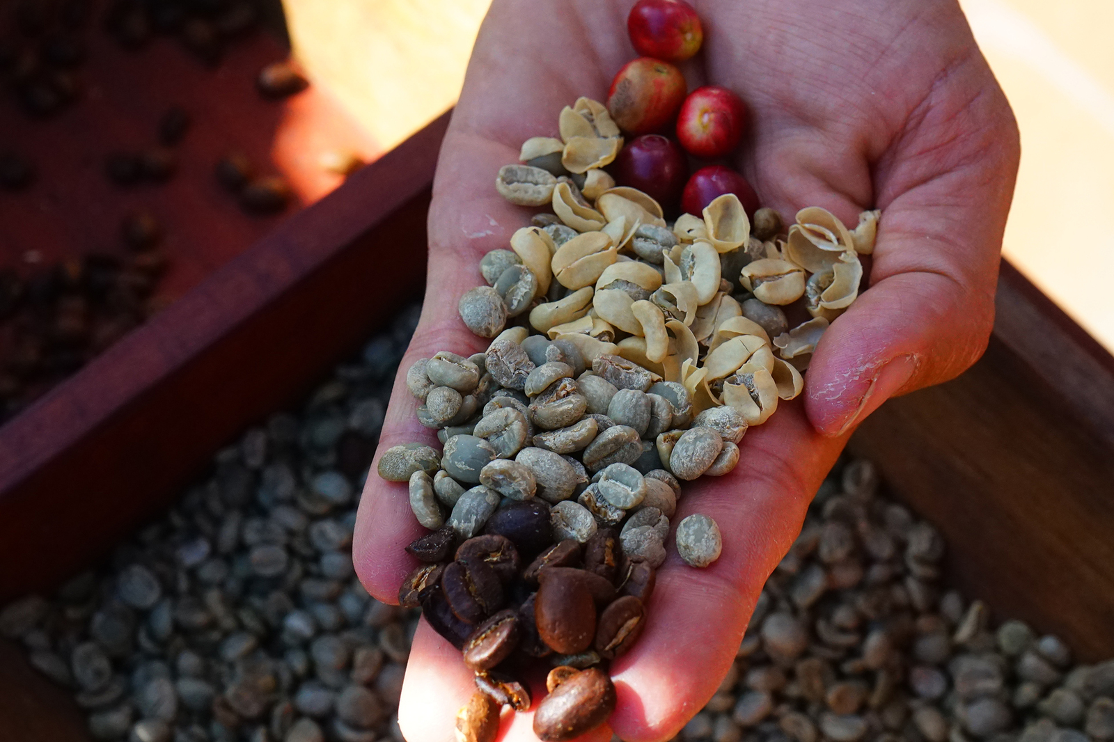 Как в Гватемале выращивают кофе