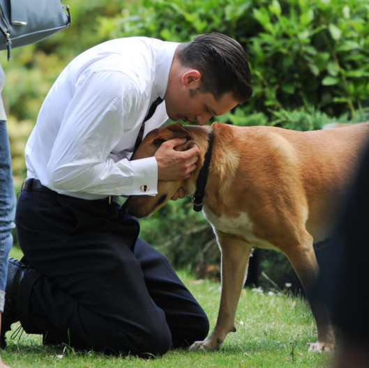 «Люблю тебя бесконечно». Том Харди рассказал о смерти своего любимого пса Вудстока Том Харди, до слез, домашние животные, друзья, животные, собака, трогательно