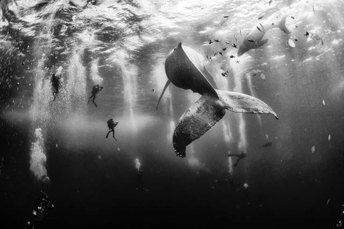 Снимки величественных китов (41 фото)