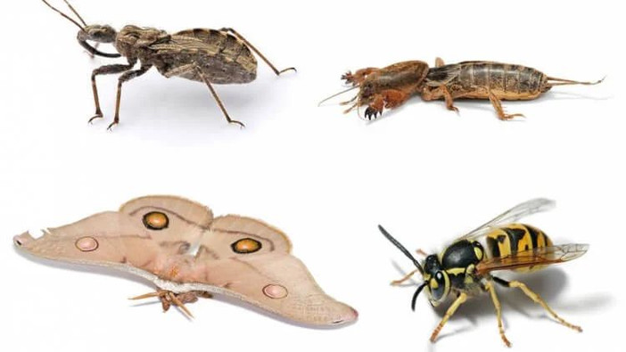 Человечество может исчезнуть из-за вымирания насекомых