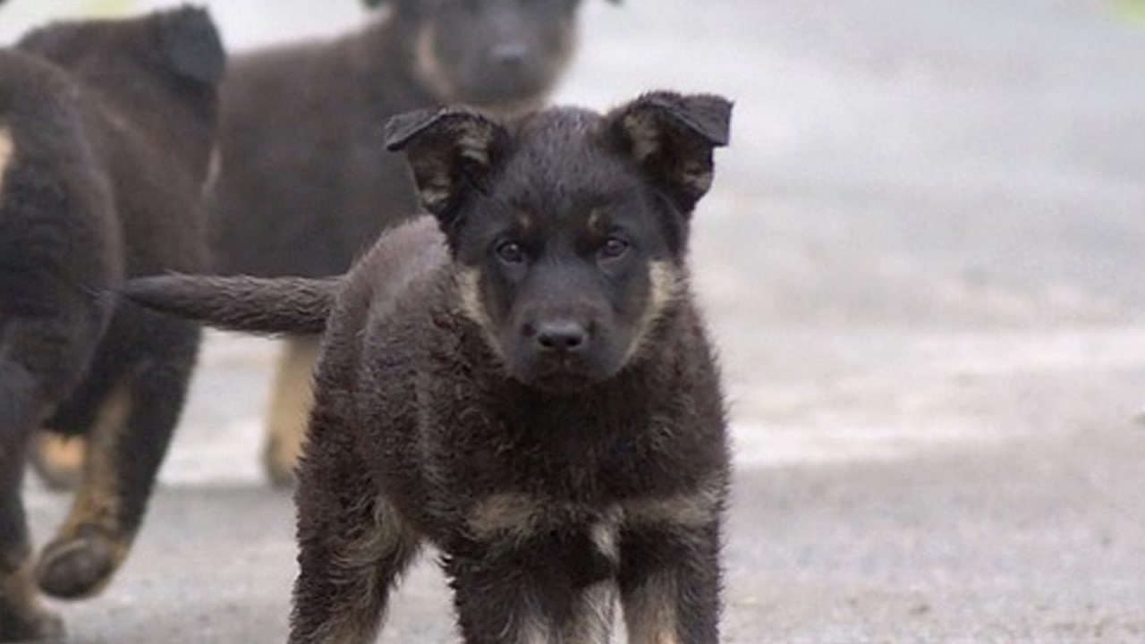 Владельцев животных будут штрафовать за самовыгул в ЯНАО