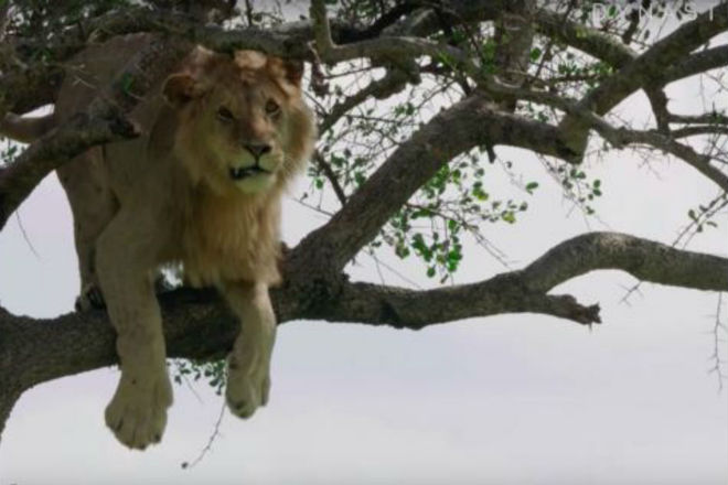 Самый трусливый лев Африки