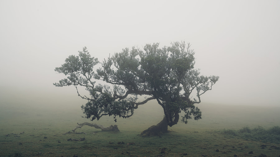 Alone in the Fog by Ahmet Dogan on 500px.com