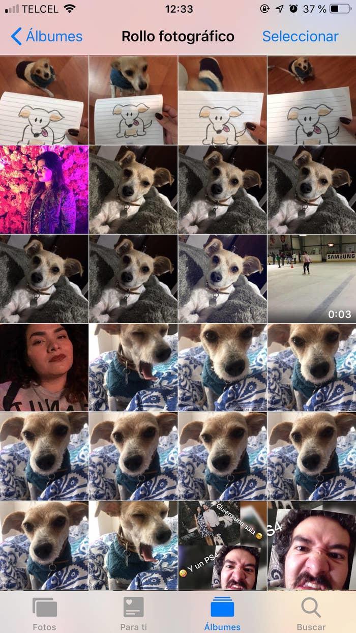 20 вещей, которые вам 100% знакомы, если у вас есть собака