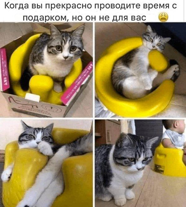 Прикольные мемы для тех, кто любит кошек: «Странный шум внизу…» 