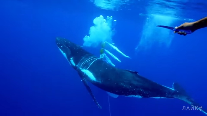 Видео: Как плачет кит, когда попадает в сети когда, который, китом, жизни, могут, знают, Горбачи, недалеко, «водной, организованы, специальные, отряды, отдыхающие, помогающие, Тонга, выбираться, всего, ловушки», рыбалки, помощь
