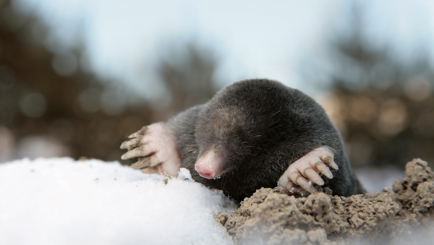 крот, спячка