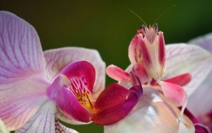 Фото редких животных и растений, о существовании которых многие точно не знали 