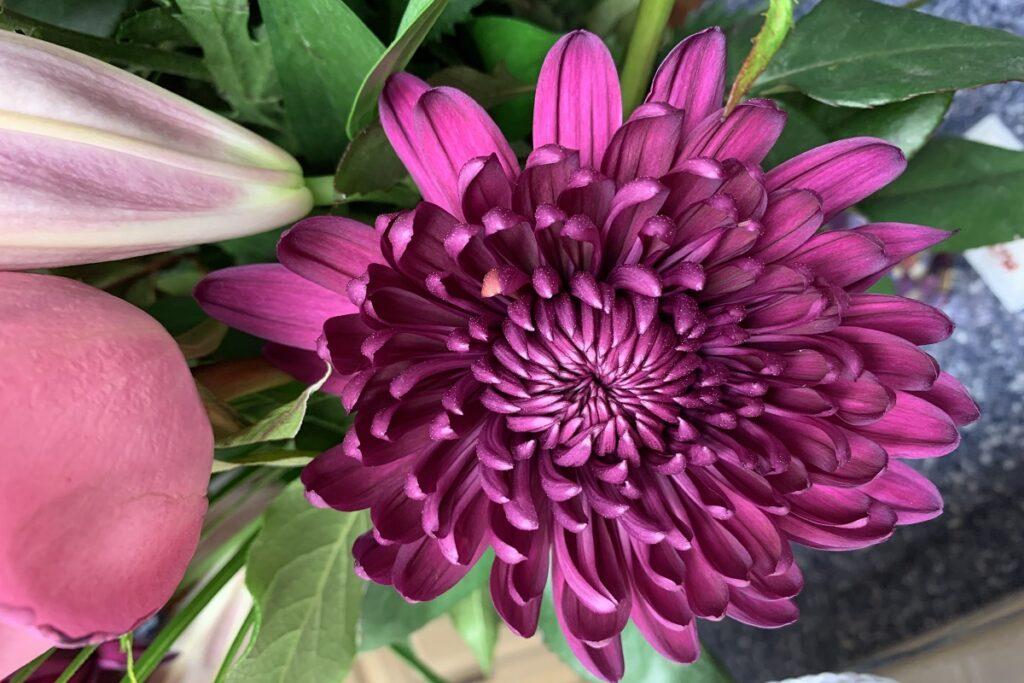 Опытные садоводы рассказали, когда и как сеять астры под зиму