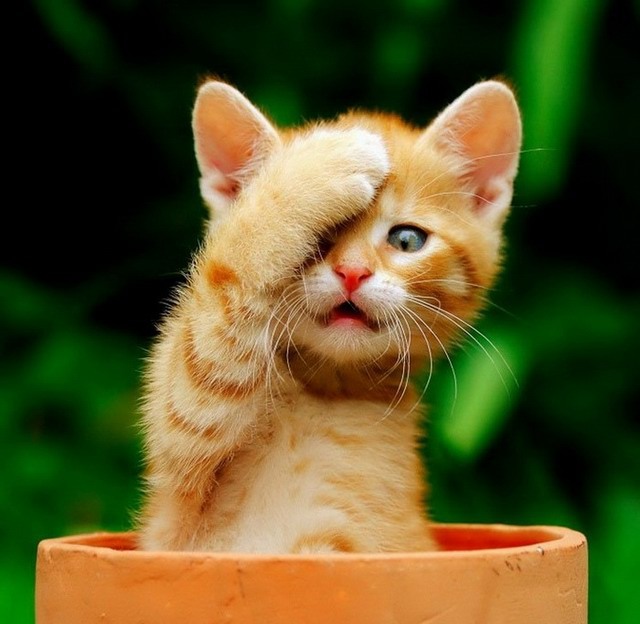 Красивые и милые котики и кошечки 