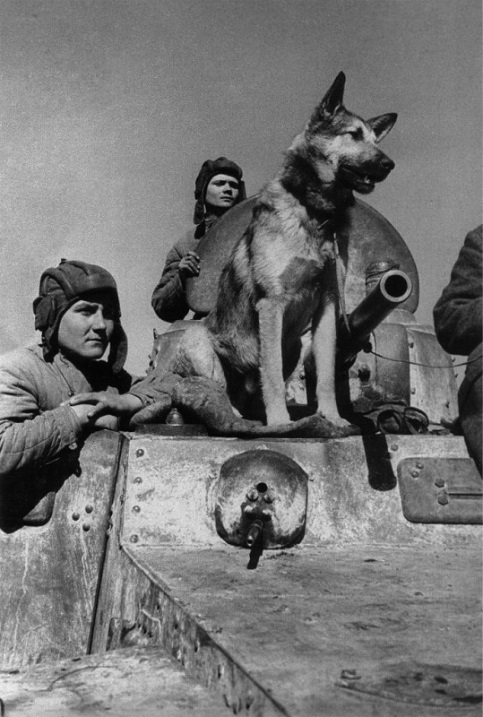 Знаменитый пес-сапер Джульбарс. Фото