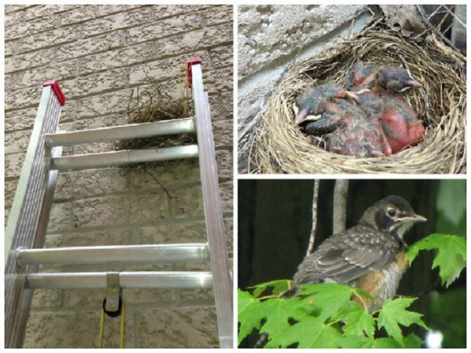 30 гнезд в страннейших местах гнёзда, животные, птицы, факты