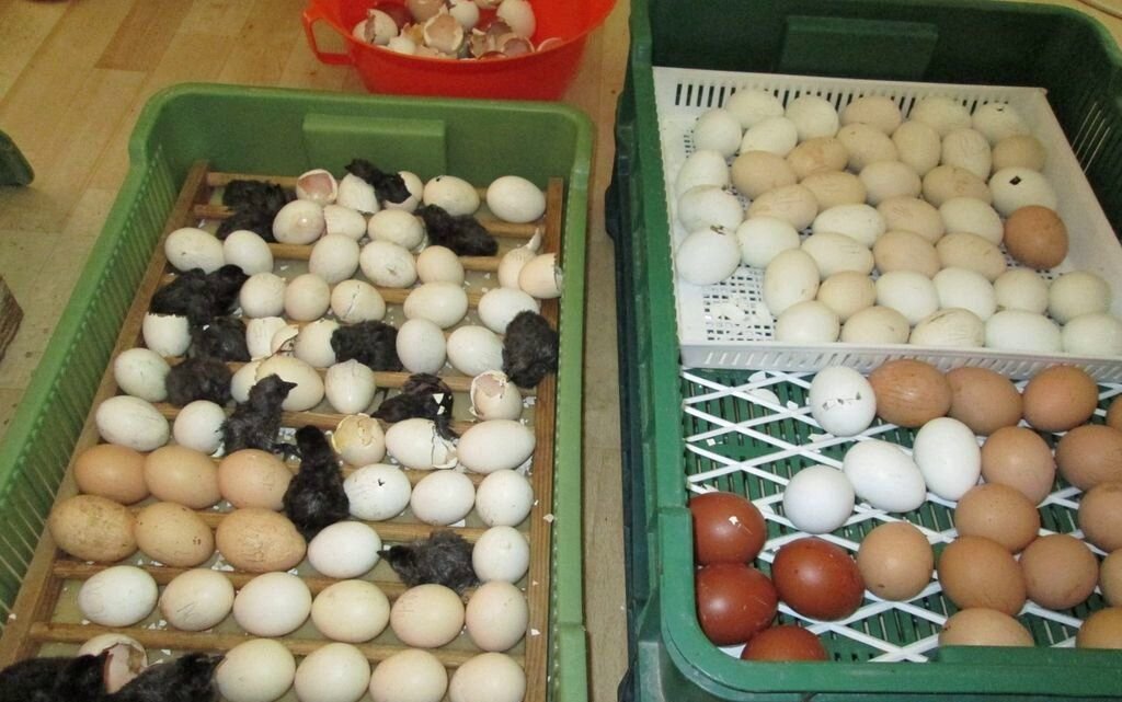 Цыплята аям чемани вылупляются из вполне обычных яиц/ © animalworld.com.ua