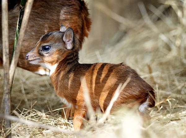 Карликовая Антилопа: Где живут олени размером с кошку? Карликовая Антилопа: Где живут олени размером с кошку?