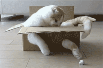 Смешные и веселые гифки для настроения 