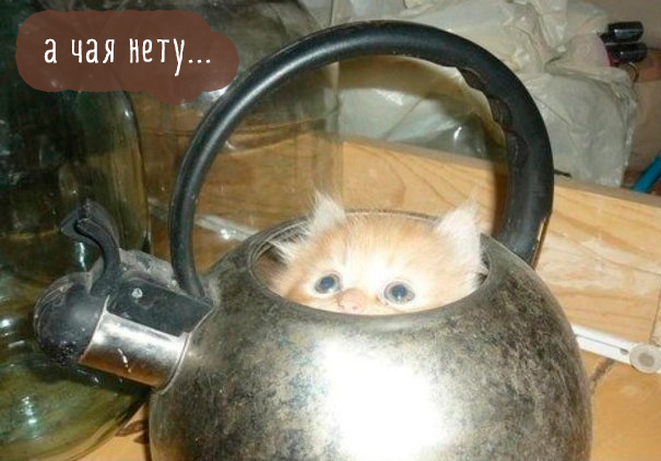 Картинки этих смешных котов развеселят вас за 1 минуту