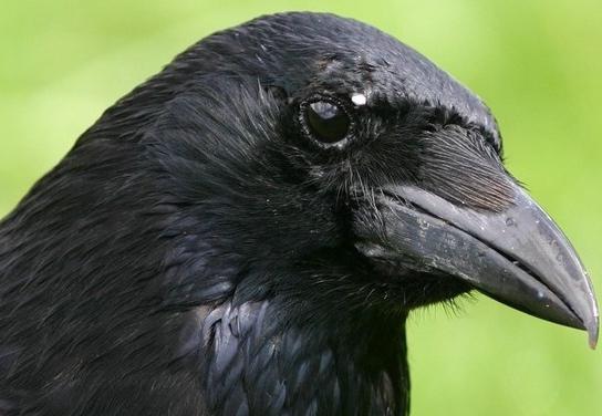 Птица черная с черным клювом. Чёрная птица с большим клювом