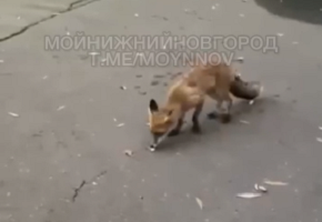 Голодная лиса выпрашивала еду у нижегородцев в Приокском районе