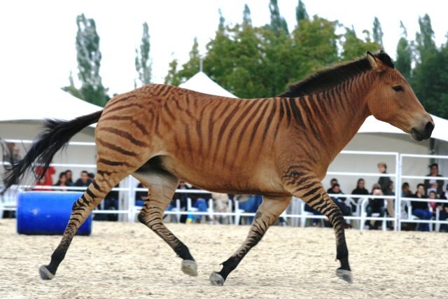 Зеброиды в большинстве случае перенимают анатомические особенности и внешний вид от матери, а от отца им достаются характерные для зебр полоски. © HorseFactbook  📷
