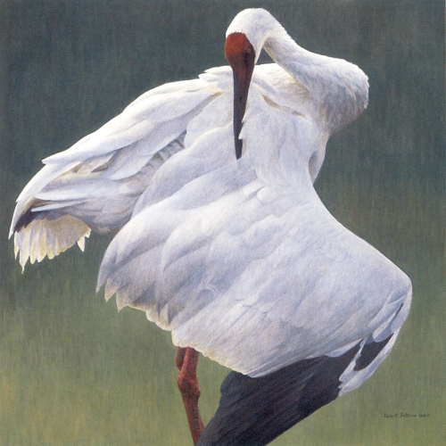 Художник Роберт Бейтман | Robert Bateman (363 работ)