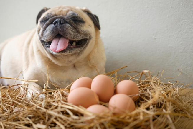 Фото собачьих яиц