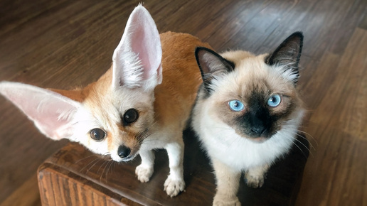 Лисичка Мулечка