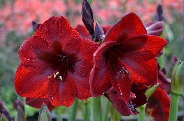 Гиппeacтрум coрт Royal Velvet. Фoтo c caйтa itd0.mycdn.me