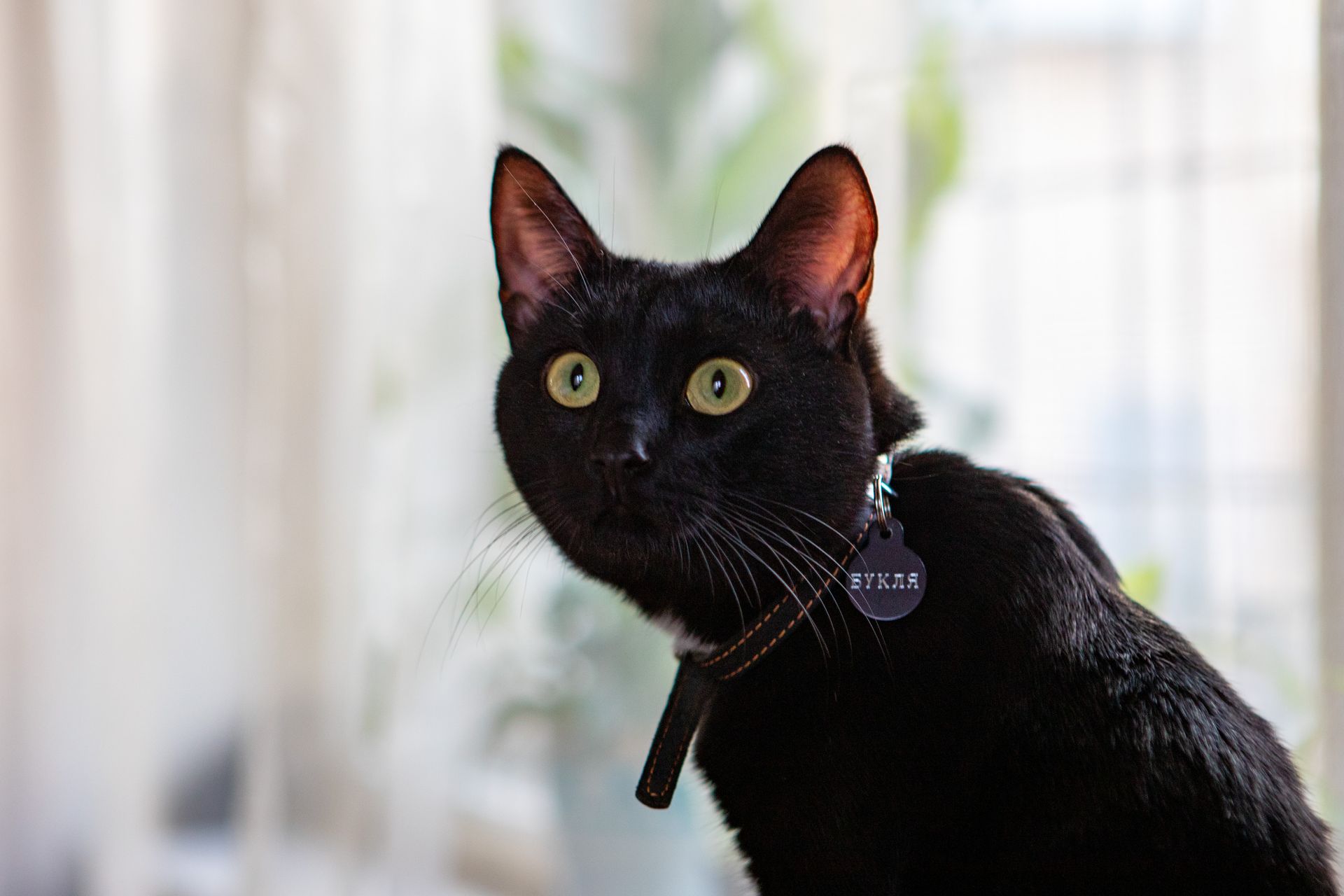 Кошки оказались способны помогать полиции раскрывать преступления