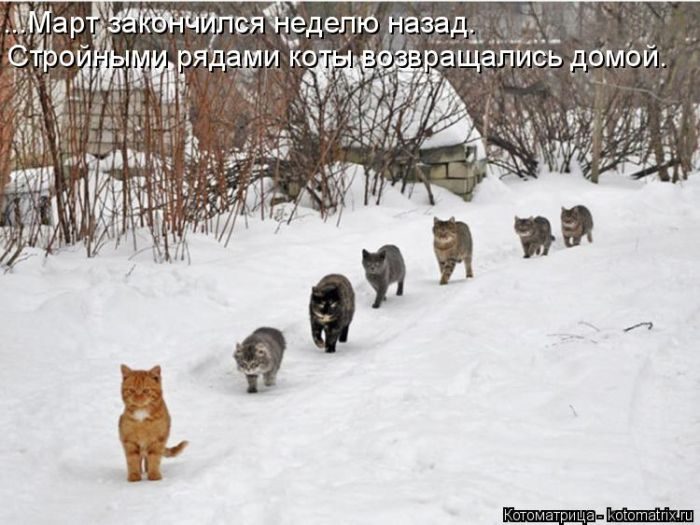 Лучшие котоматрицы за прошедшую неделю