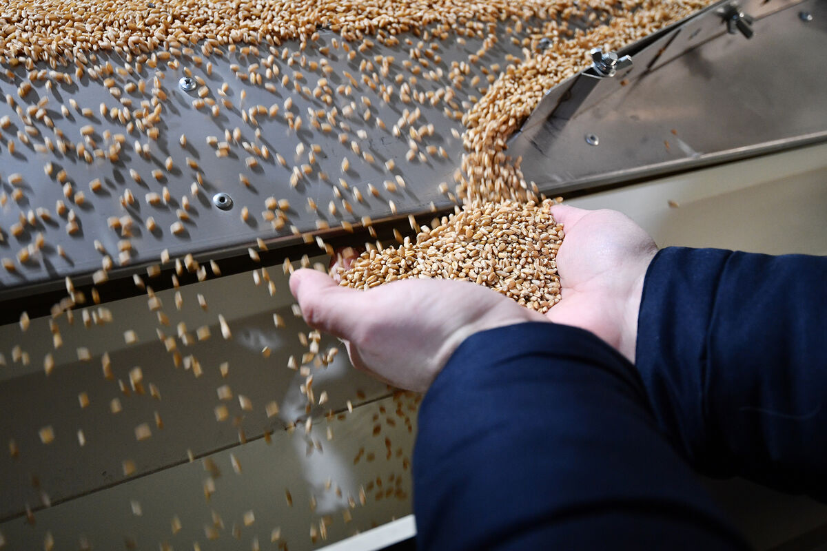 Экономист Зубец: Литве выгодно закупать зерно из России