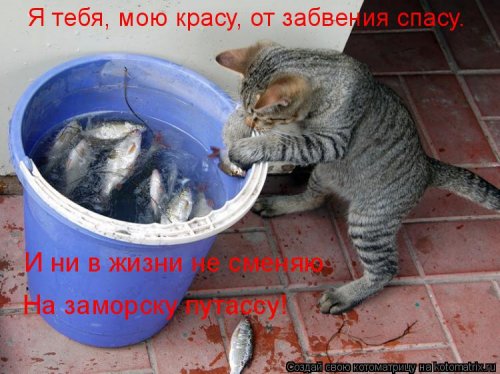 Свежая котоматрица (26 фото)