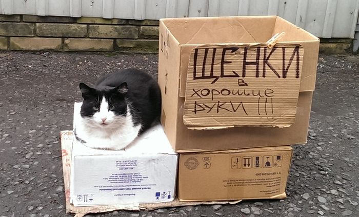 Пусть он ходит везде с тобой, там поймешь, кто такой..) веселые картинки