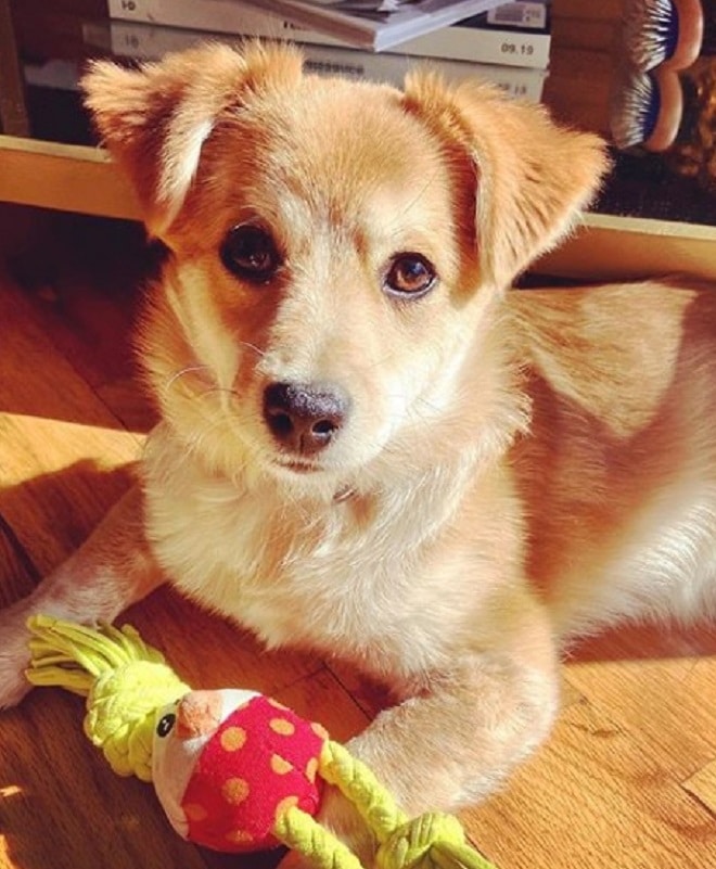 Щенок лежит