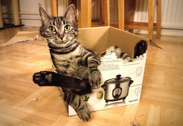 Хозяин, выпусти! 