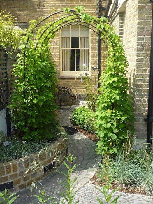 Используем арки и лианы в саду