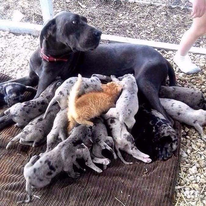 Веселые картинки и смешные фото приколы с надписями Веселые картинки и смешные фото приколы с надписями