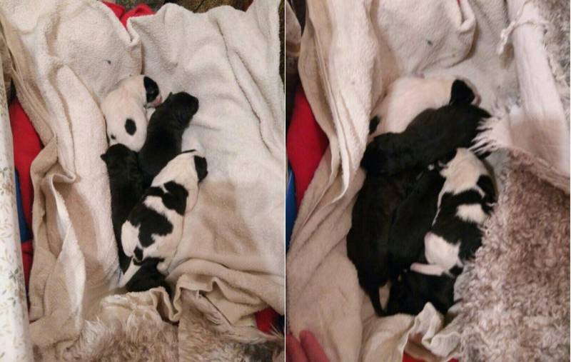 Жительница Петербурга спасла новорождённых щенков, выброшенных на мусорку