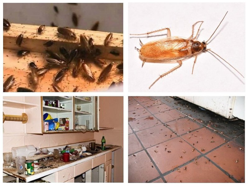 Дезинфекция квартиры и борьба с тараканами: важная информация о наболевшем насекомых, тараканы, могут, следует, дезинфекция, также, квартире, помещение, после, насекомые, можно, дезинфекции, препараты, этого, средства, которые, значит, предметы, потребуется, имеют