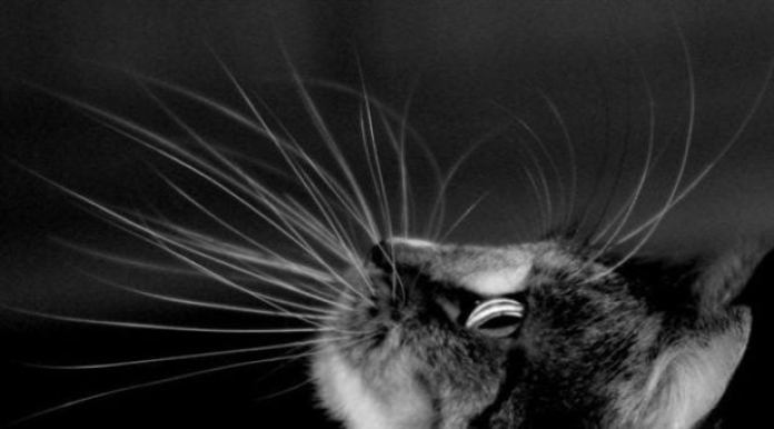 Кошатникам на заметку! 30 интересных фактов о кошках + несколько полезных советов