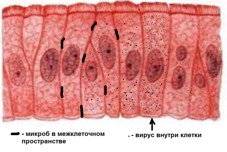 Клетки эпителия. Эпителиалнаяклетка человека. Эпендимоглиальный эпителий. Клетка покровного эпителия.