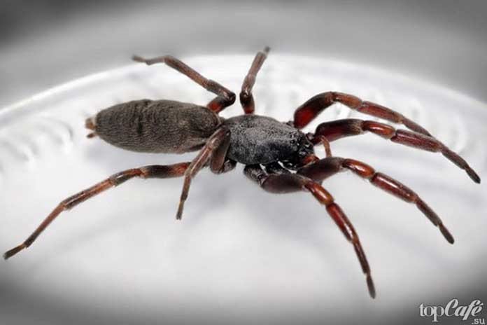 Самые опасные пауки: Белохвостый паук
