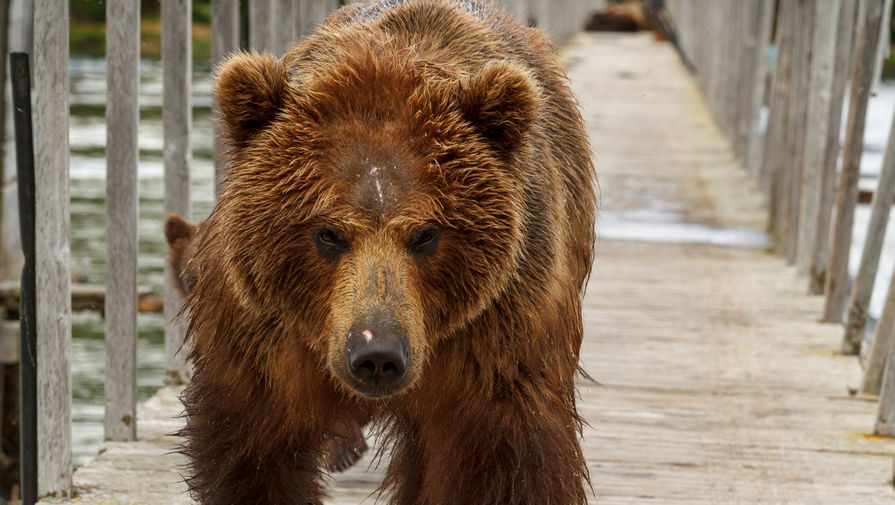 В Мытищах разыскивают сбежавшего из частного гольф-клуба медведя