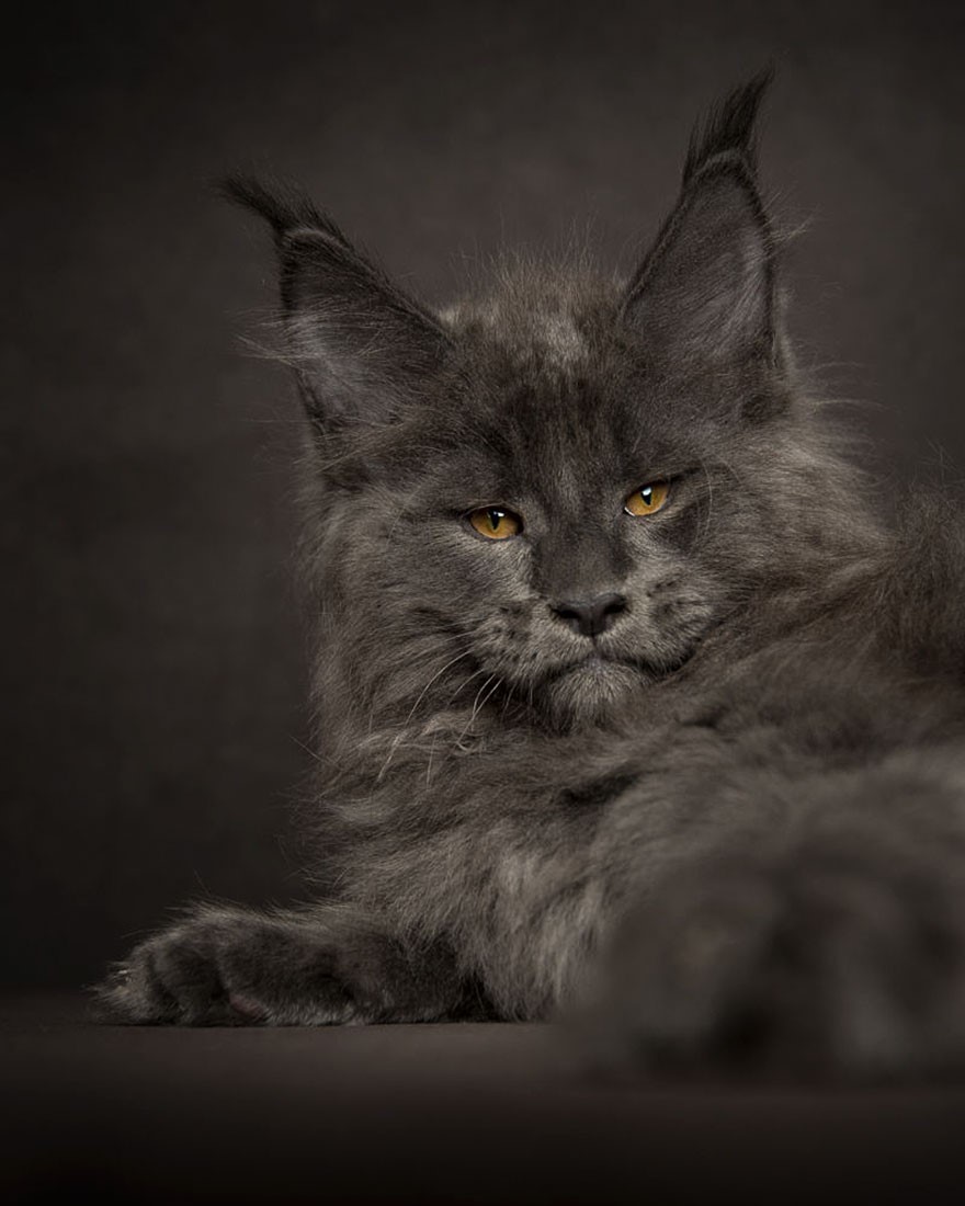 NewPix.ru - Американская енотовая кошка Maine Coon