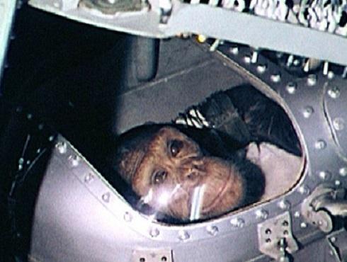 Обезьян Хэм