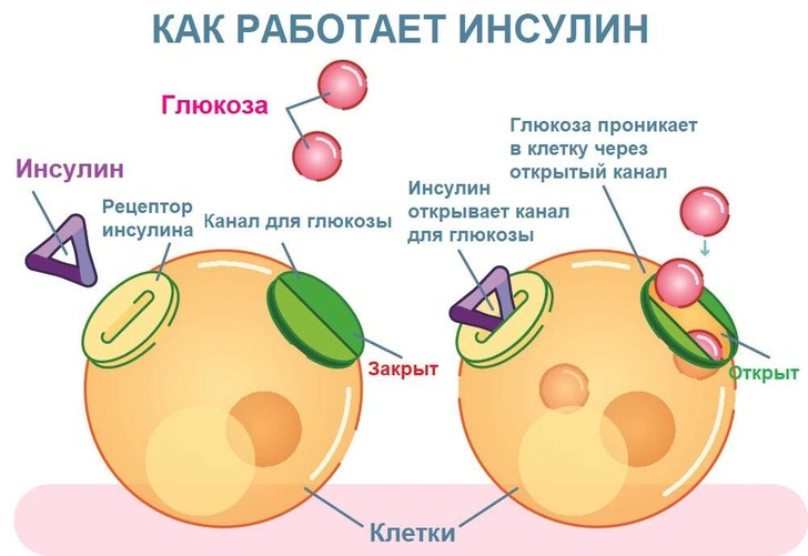 Сладость — не радость: чем опасен сахарный диабет и как от него уберечься второго, диабета, сахарного, диабет, инсулина, уровень, глюкозы, инсулин, более, первого, диабетом, можно, время, сахар, сахарный, крови, поджелудочной, диабете, клетки, очень