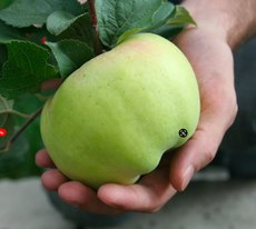 Вот это размер! Самые крупные сорта садовой малины, яблок, слив и не только крупные, сорта, Ягоды, Плоды, очень, созревания, плоды, сортов, вишни, срока, формы, среднего, созревают, высокоурожайный, с легкой, кислосладкие, яблоки, цвета, с крупными, ароматом