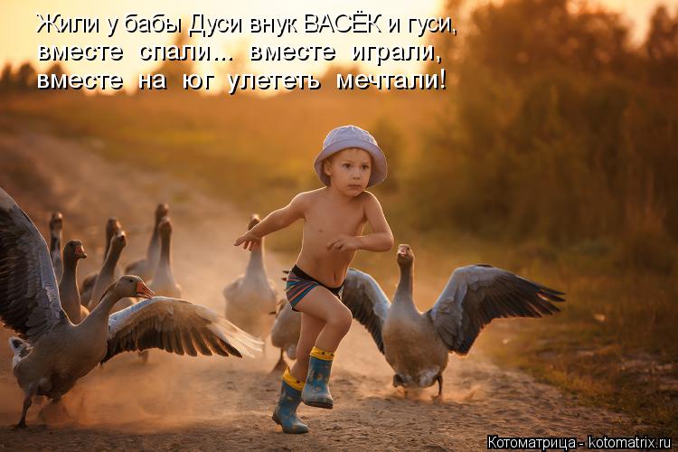 Котоматрица: Жили у бабы Дуси внук ВАСЁК и гуси, вместе спали... вместе играли, вместе на юг улететь мечтали!