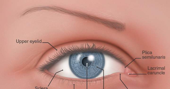 Шесть частей человеческого тела, ставшие бесполезными еще тысячи лет назад доказательства