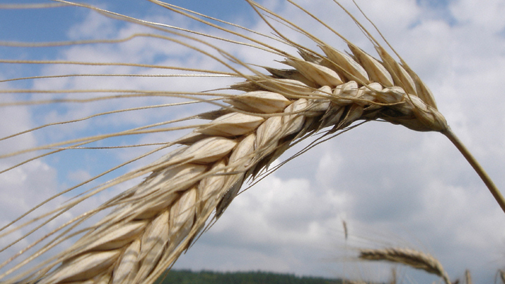 Затянем пояса – накормим заграницу Затянем пояса – накормим заграницу россия