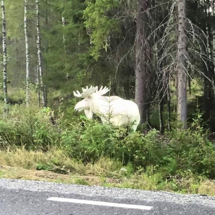 01-albino-moose-710x710